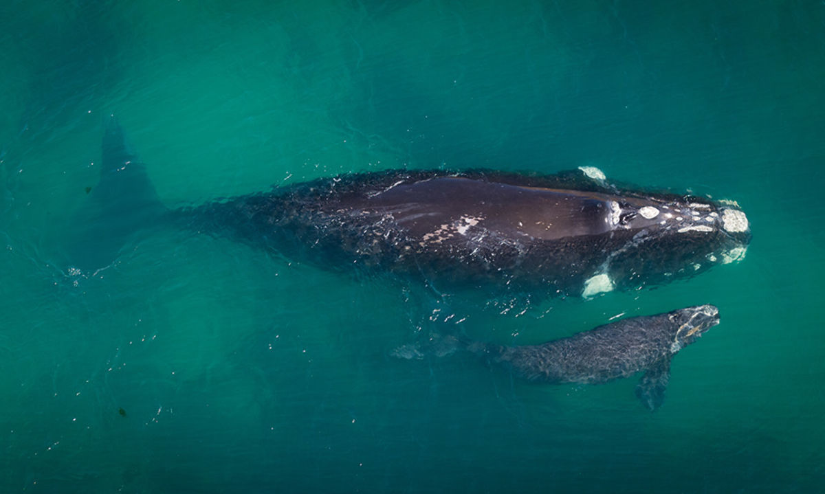 Inusual aumento de avistamientos de ballena franca austral del pacífico sudeste en las costas chilenas se registra durante 2024